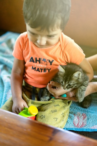 a-child-with-a-kitten-in-hands