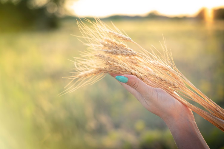 ears-of-wheat-in-the-hands