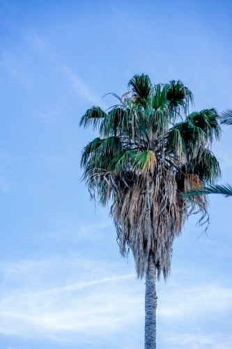 palm-tree-under-the-blue-sky