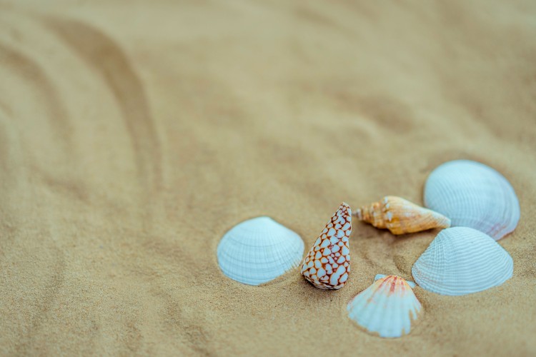 seashells-on-the-yellow-sand