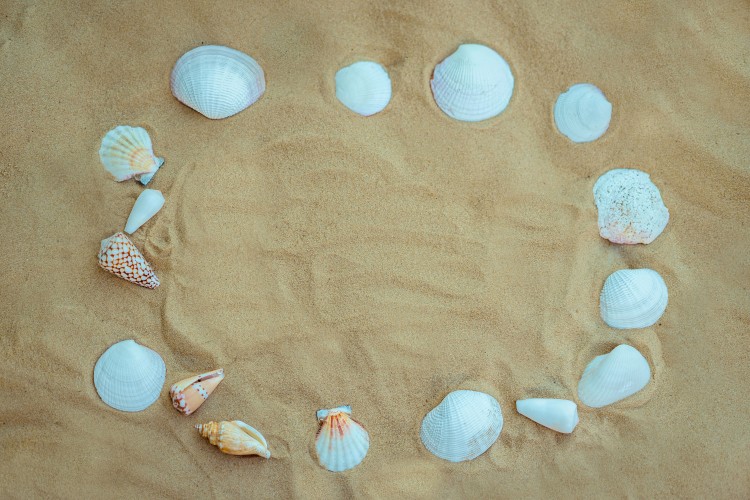 sea-shells-on-the-yellow-sand