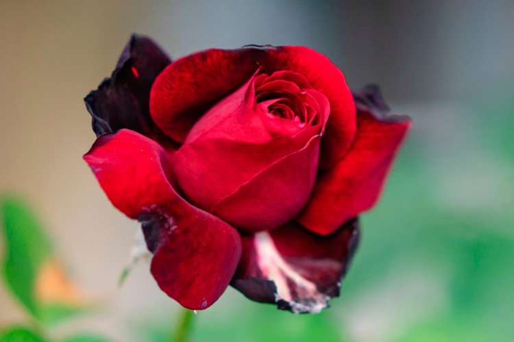 beautiful-red-flower-on-the-blurry-background