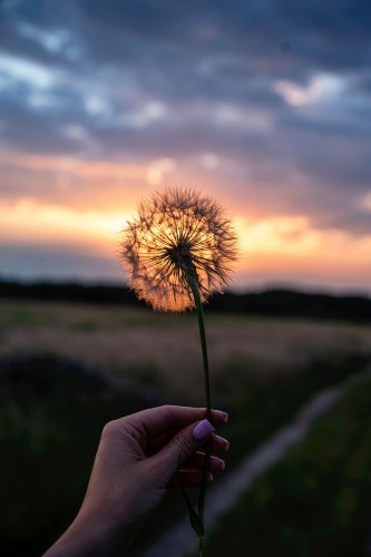 white-dandelion-in-hand-on-a-sunset-background