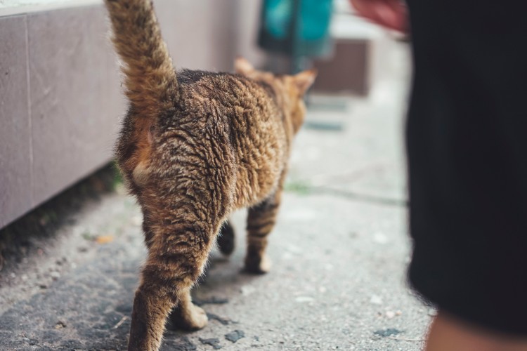 cat-walking-on-the-street