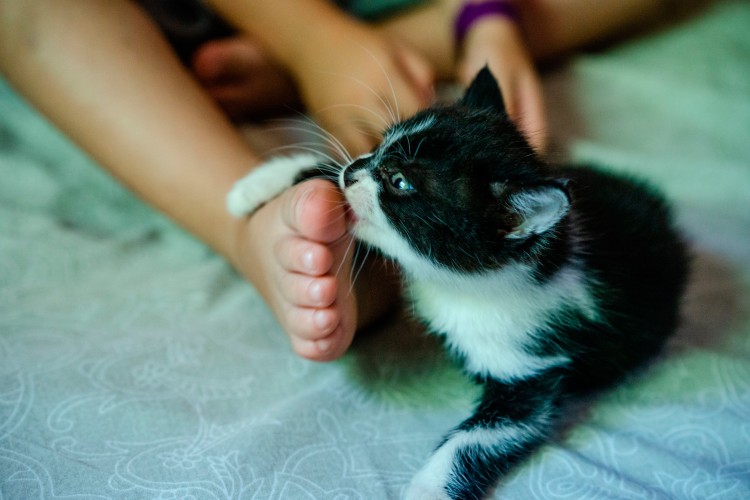 kid-playing-with-cute-black-kitten