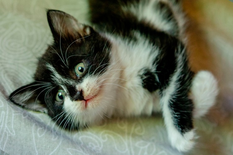 adorable-kitten-lying-on-the-bed