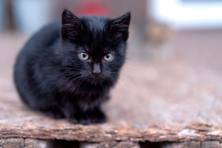black-fluffy-kitten-on-a-dark-background