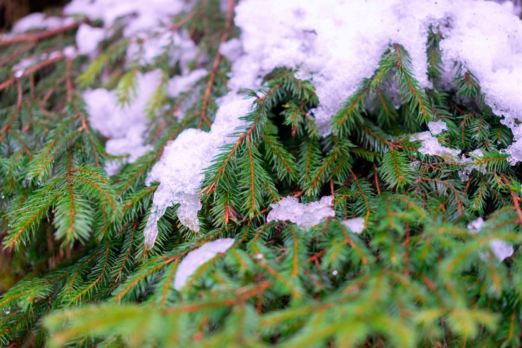 snow-covered-branches-of-green-spruce