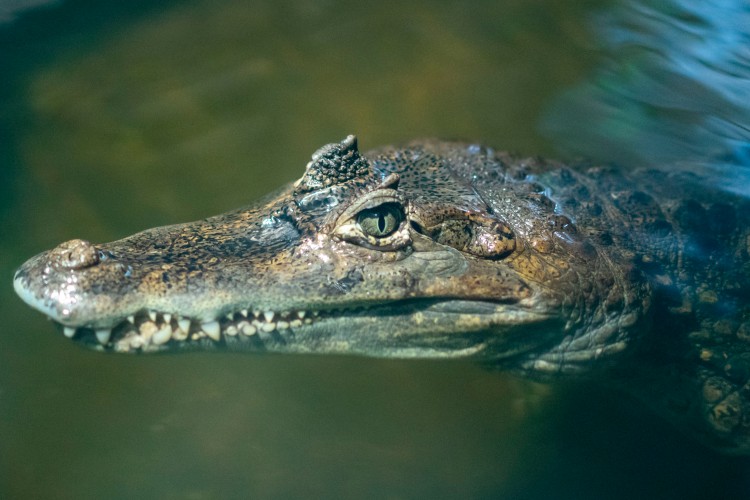 crocodile-in-the-water