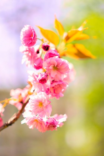 flowering-tree-branch-