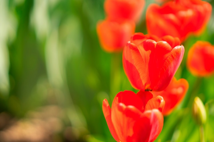 red-tulips-on-a-green-background