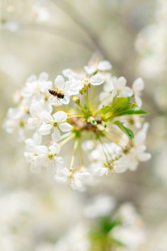 flowering-trees-in-the-spring