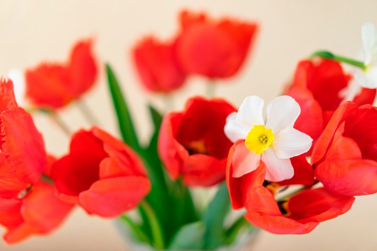 bouquet-of-red-tulips-and-narcissus