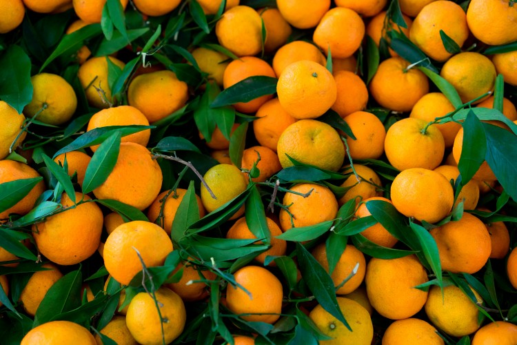 ripe-tangerines-with-green-leaves