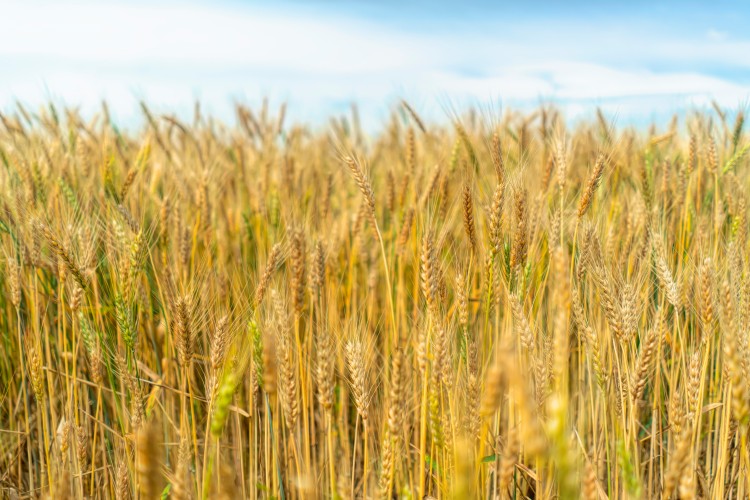 harvest-of-wheat-on-the-background-the-blue-sky