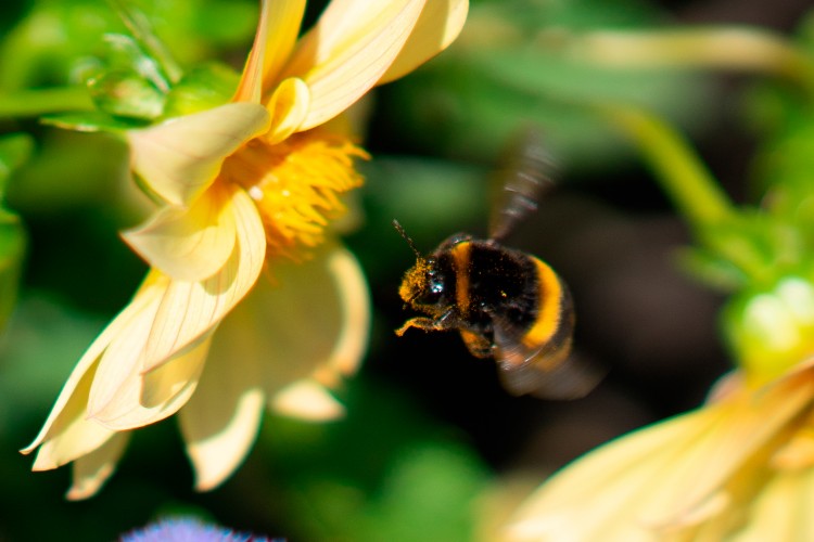 bumblebee--flight-to-the-flower
