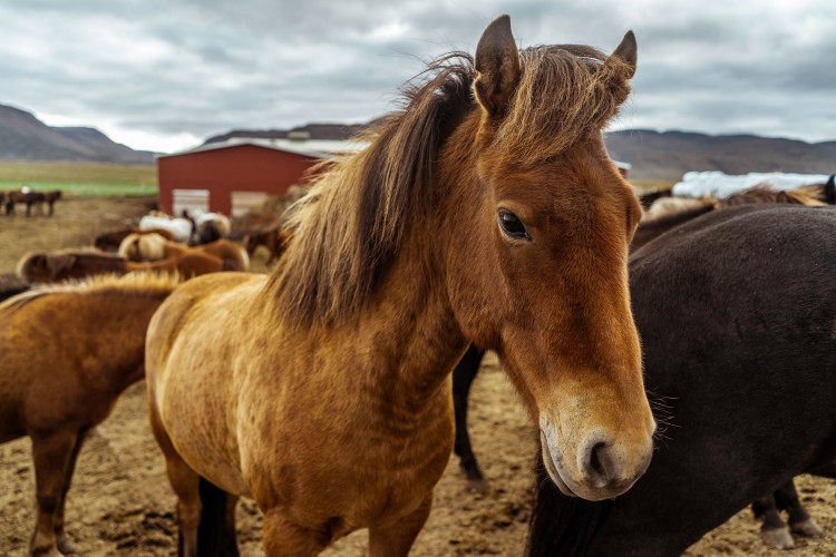 horse-on-the-ranch-in-iceland