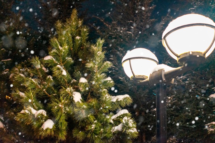 street-lights-on-the-background-of-snow-covered-fir-trees64185