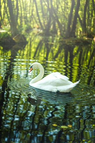 a-wild-swan-swims-in-a-pond