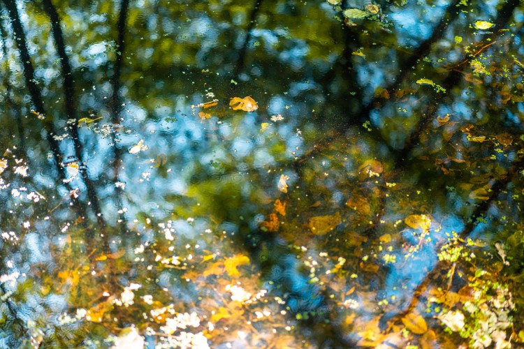 pond-in-the-forest-with-fallen-leaves