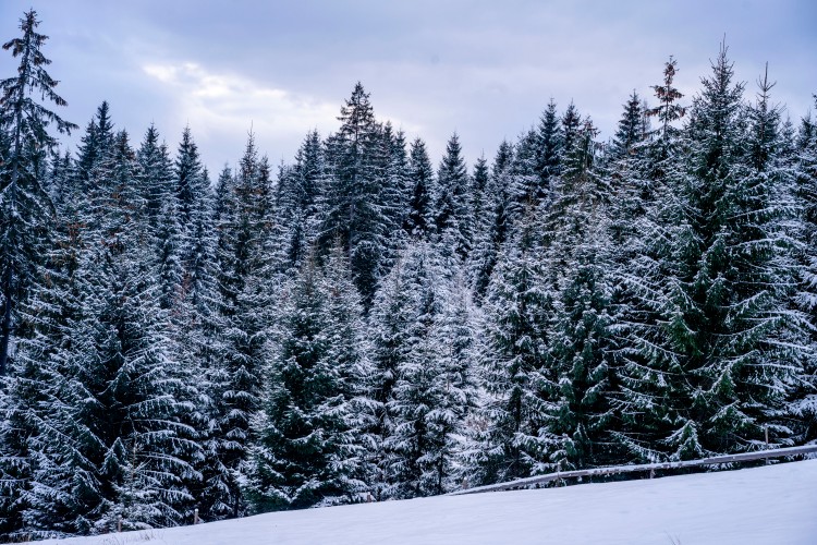 beautiful-firs-covered-with-snow-in-the-forest