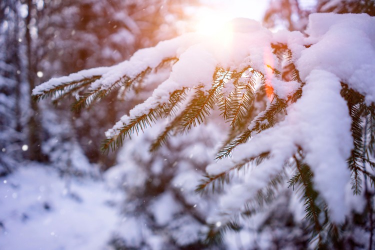 winter-wallpaper-with-evergreen-spruce-covered-with-snow