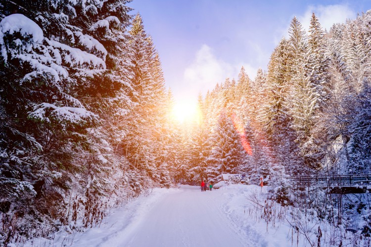 breathtaking-winter-landscape-in-the-forest