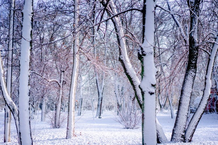 beautiful-winter-grove-covered-with-snow