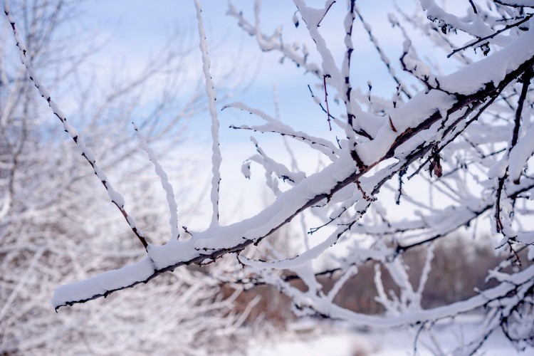 tree-branches-under-the-snow