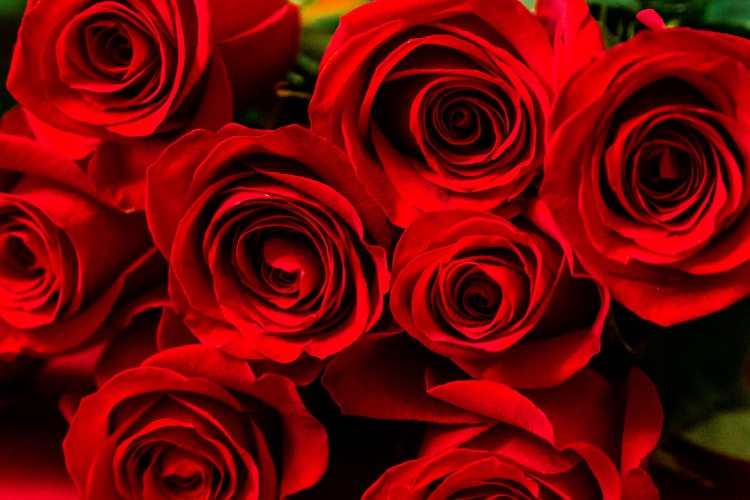 red-roses-texture