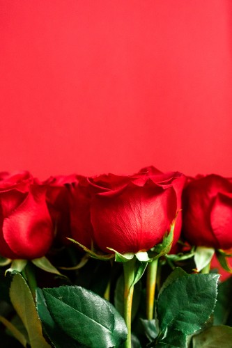 roses-with-green-leaves-on-the-red-background