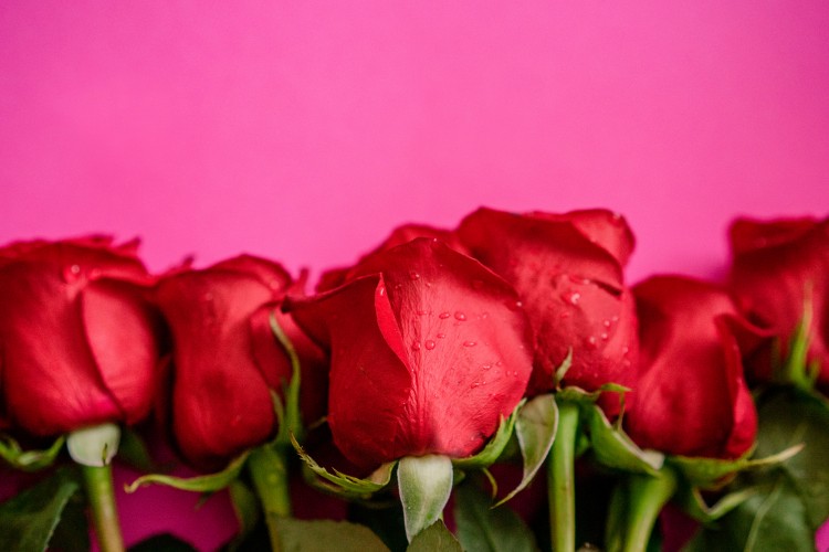 beautiful-roses-on-a-pink-background