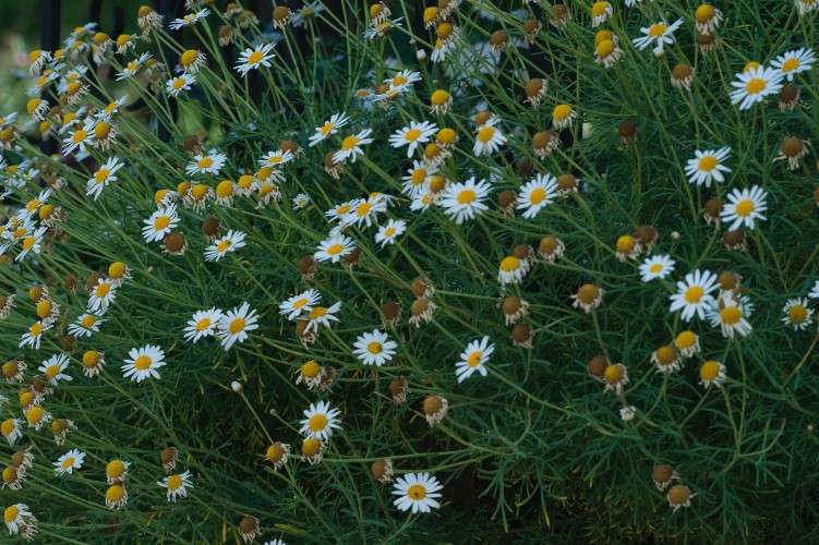 beautiful-daisies-in-the-grass
