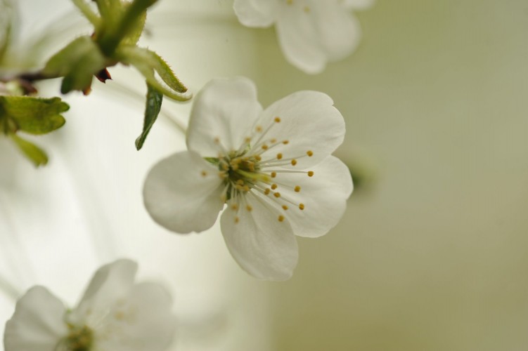 elegant-spring-wallpaper-with-blooming-flowers