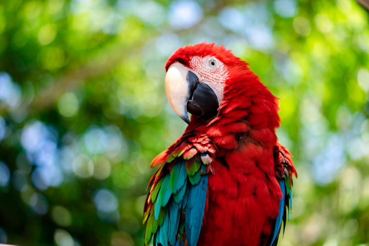 Beautiful red parrot on the nature background