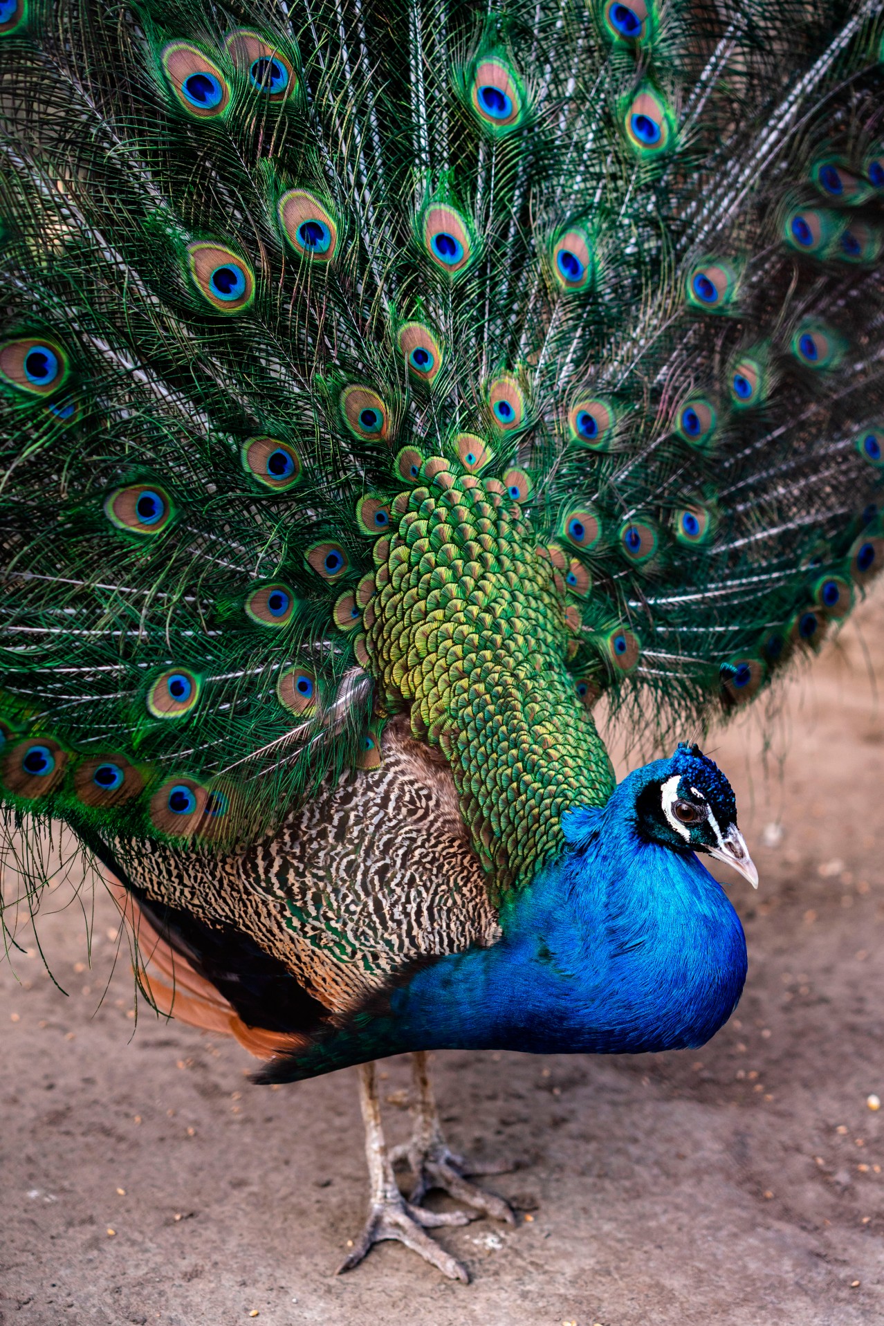 Beautiful peacock bird with green tale