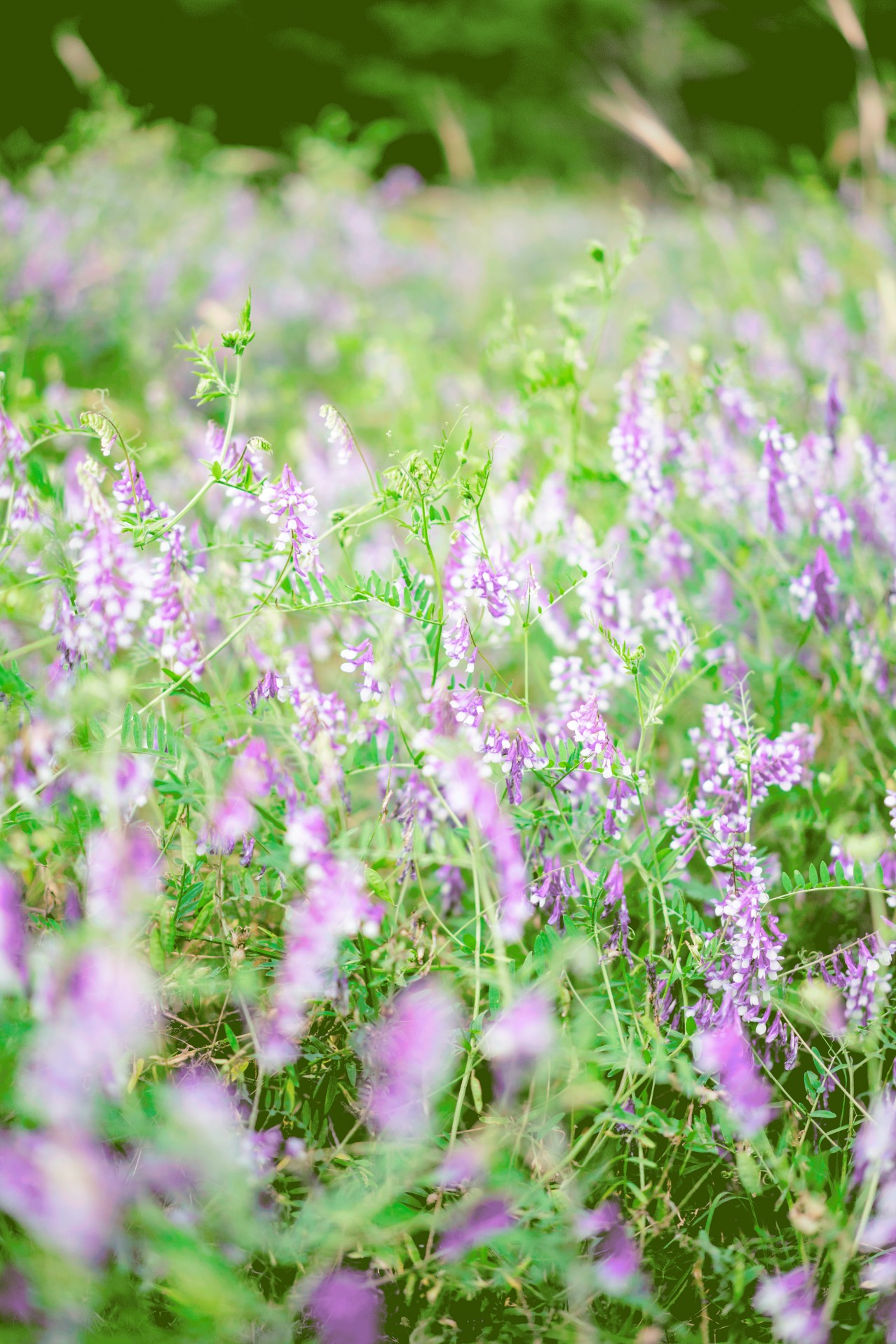 Grass with beautiful purple flowers
