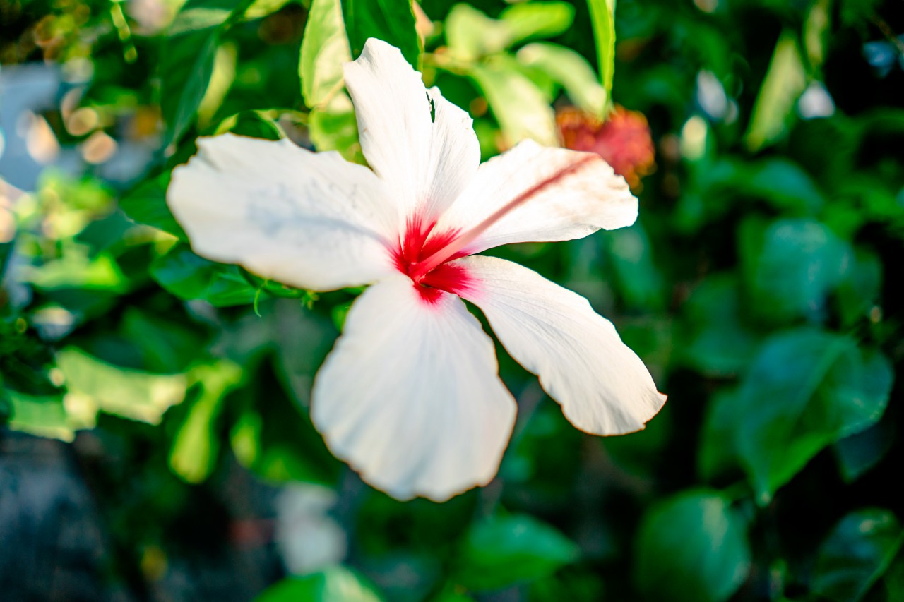 Beautiful hibiscus flower on the blurred background