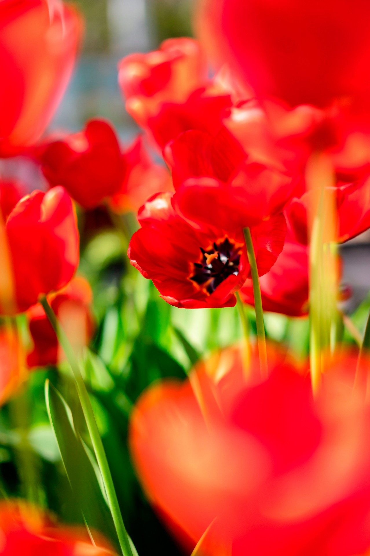 Spring wallpaper with red poppies