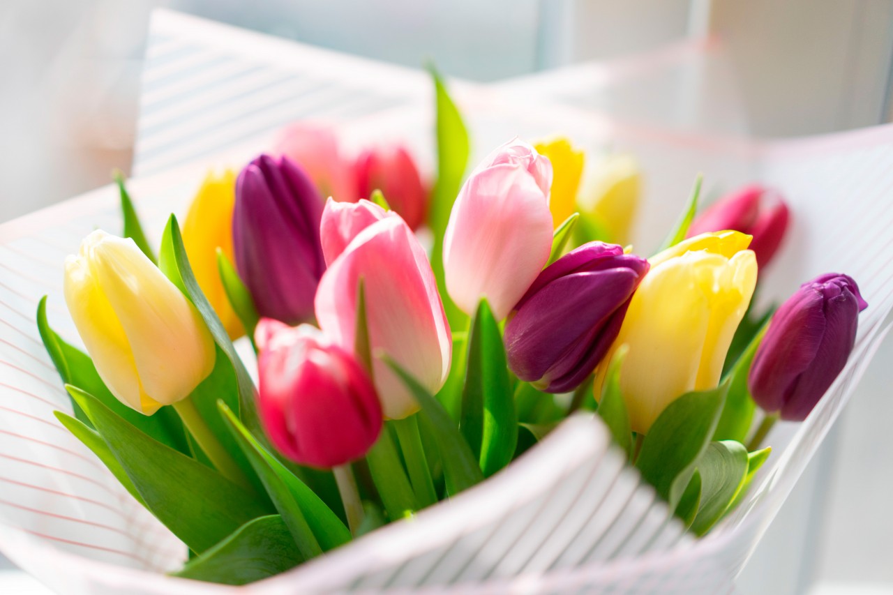 Bouquet of Spring Tulips on a Light Background