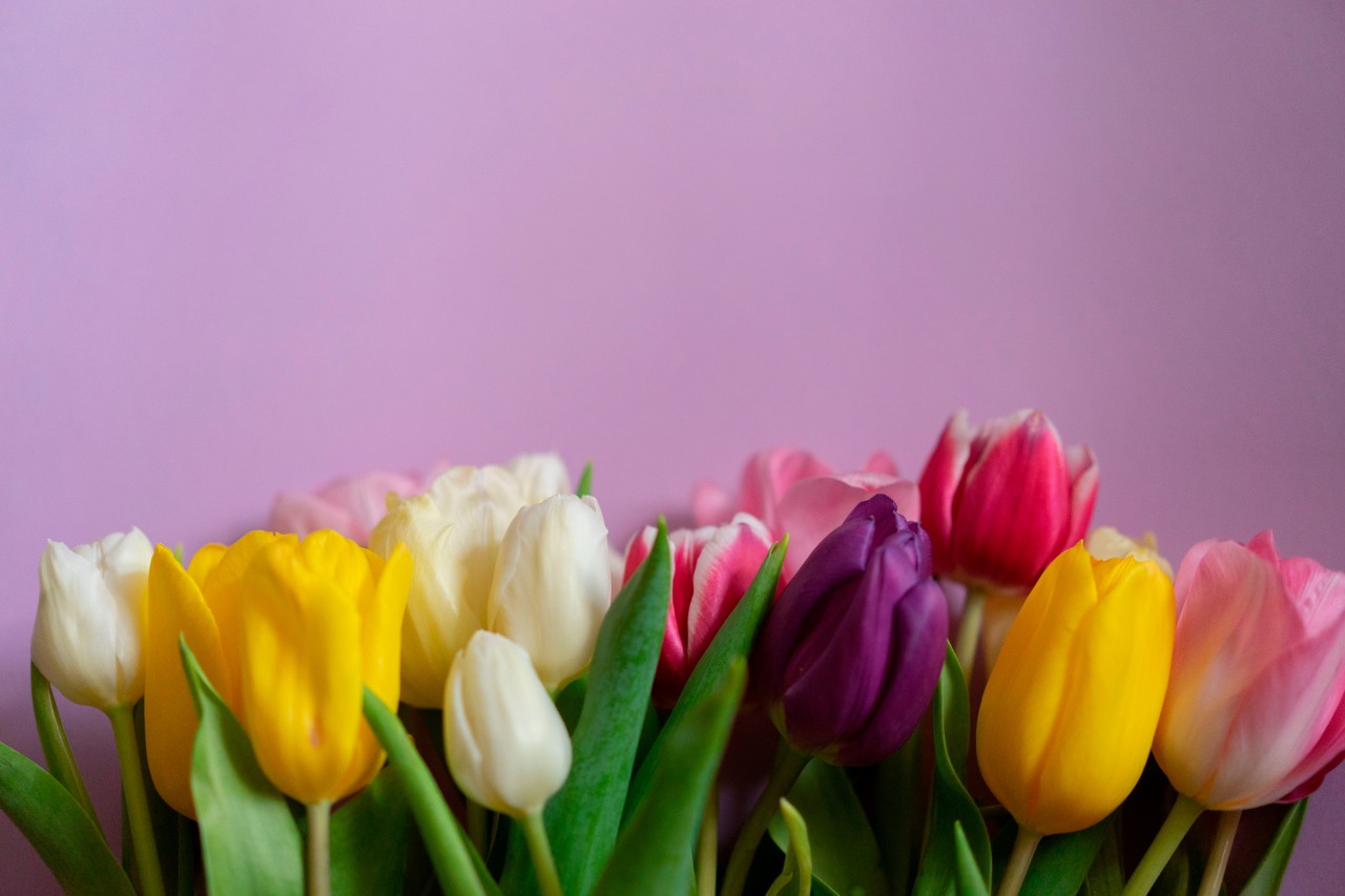 Tulips of Different Colors on a Lilac Background