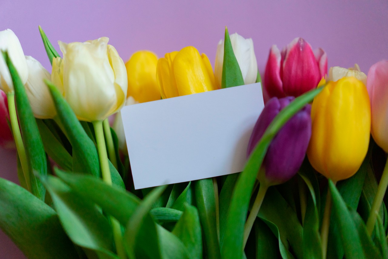Beautiful colorful tulips with greeting card