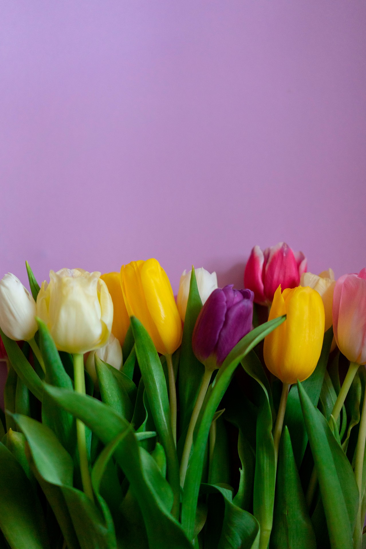 Colored Tulips on a Lilac Background