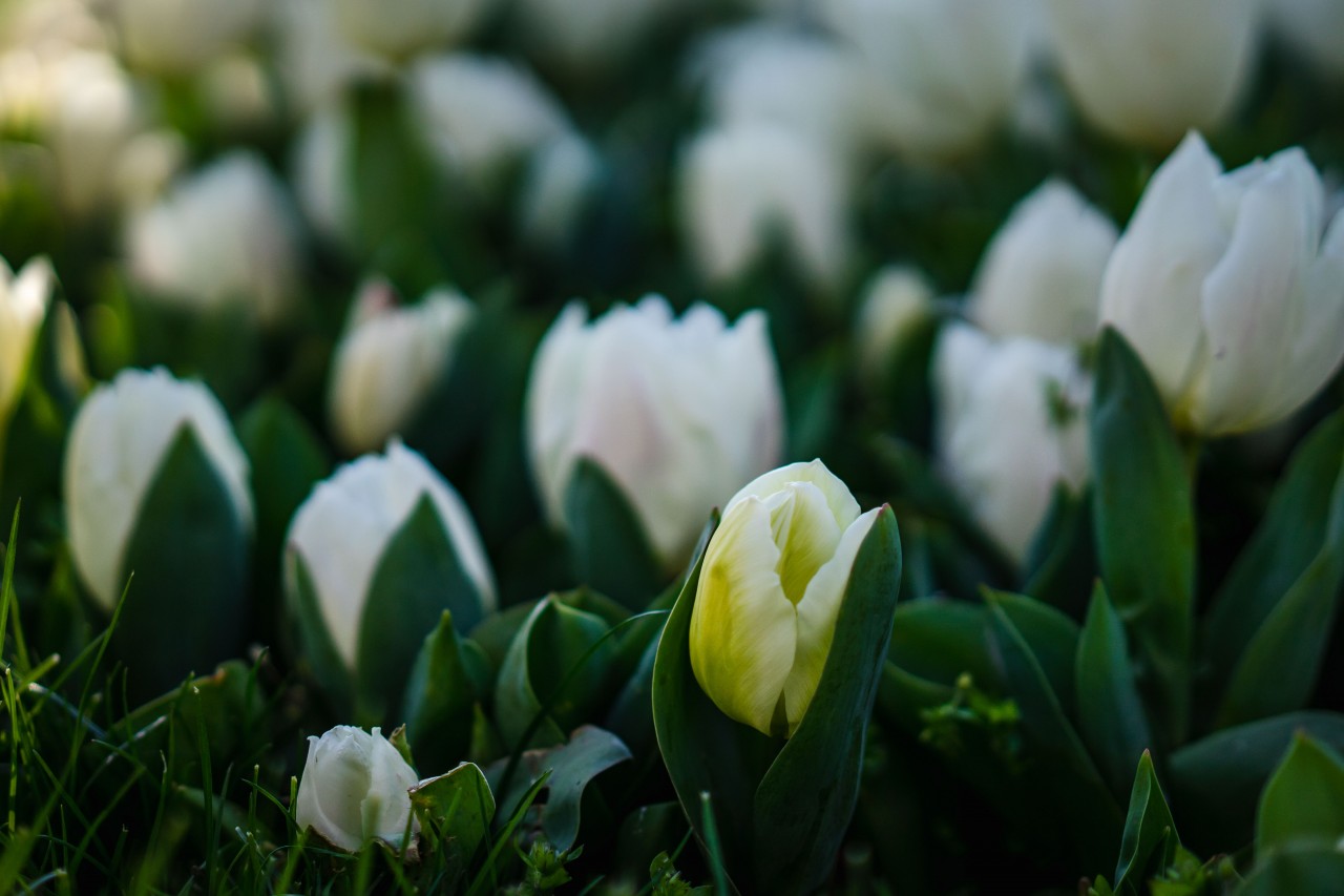 Spring White Tulips
