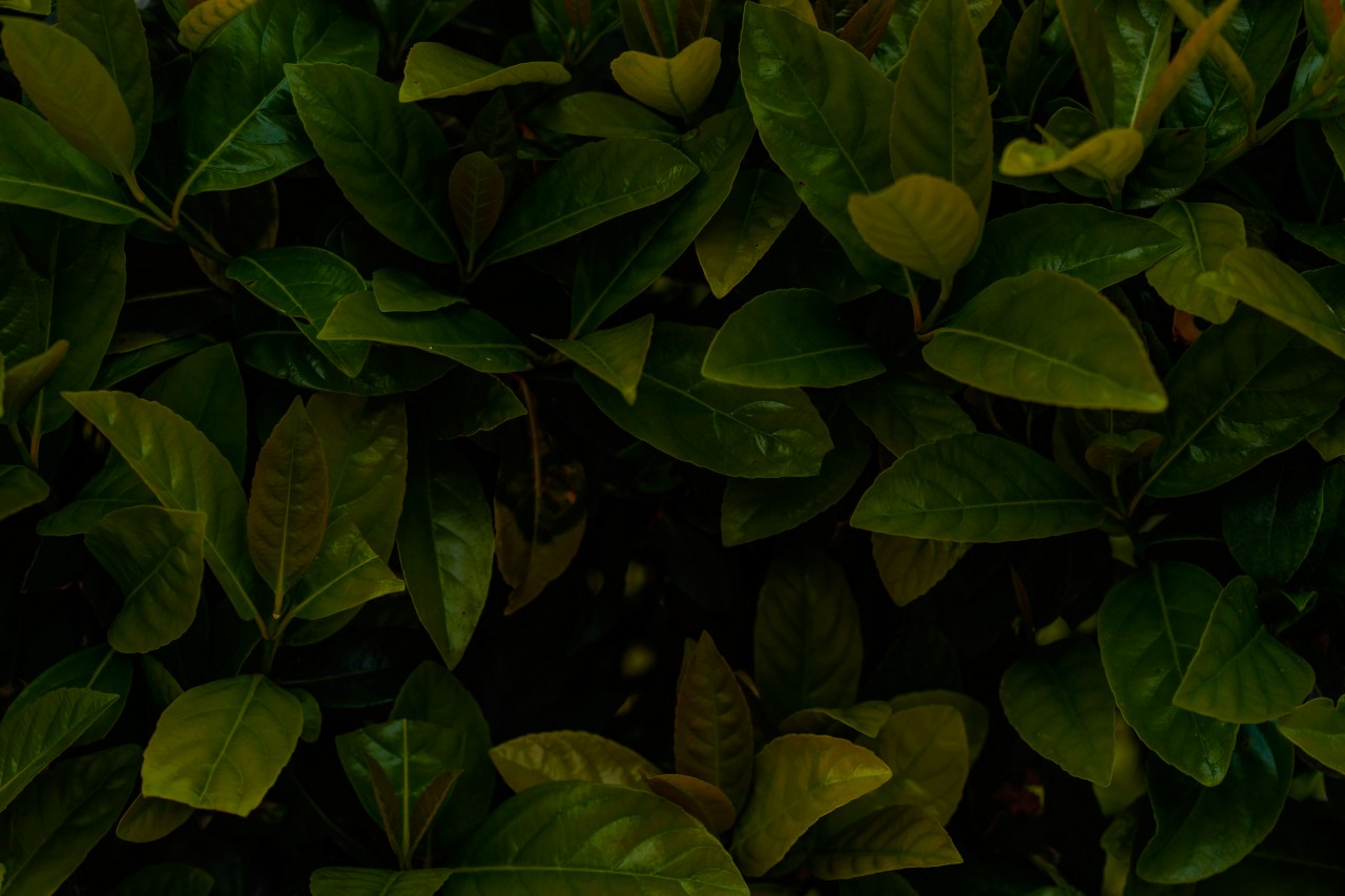 Dark wallpaper with green plant