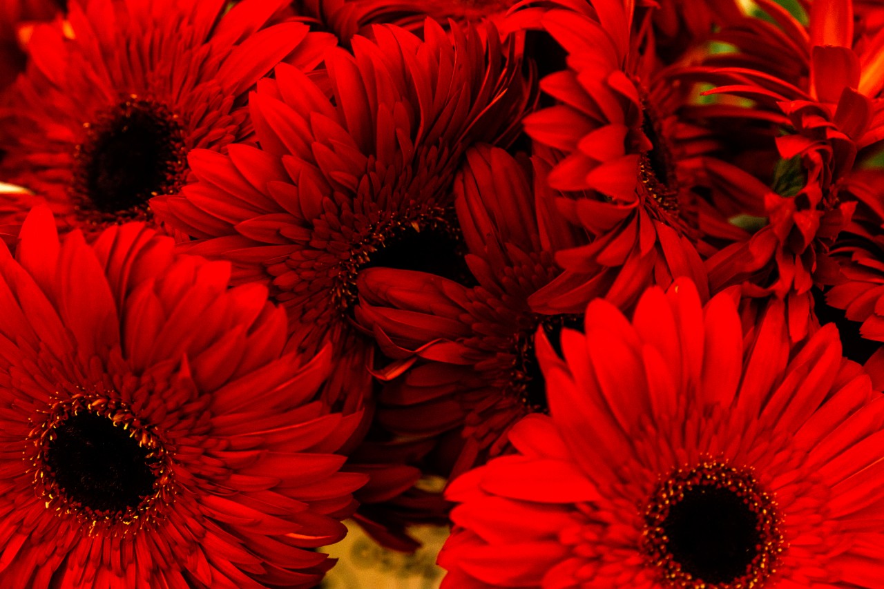 Beautiful red flowers texture
