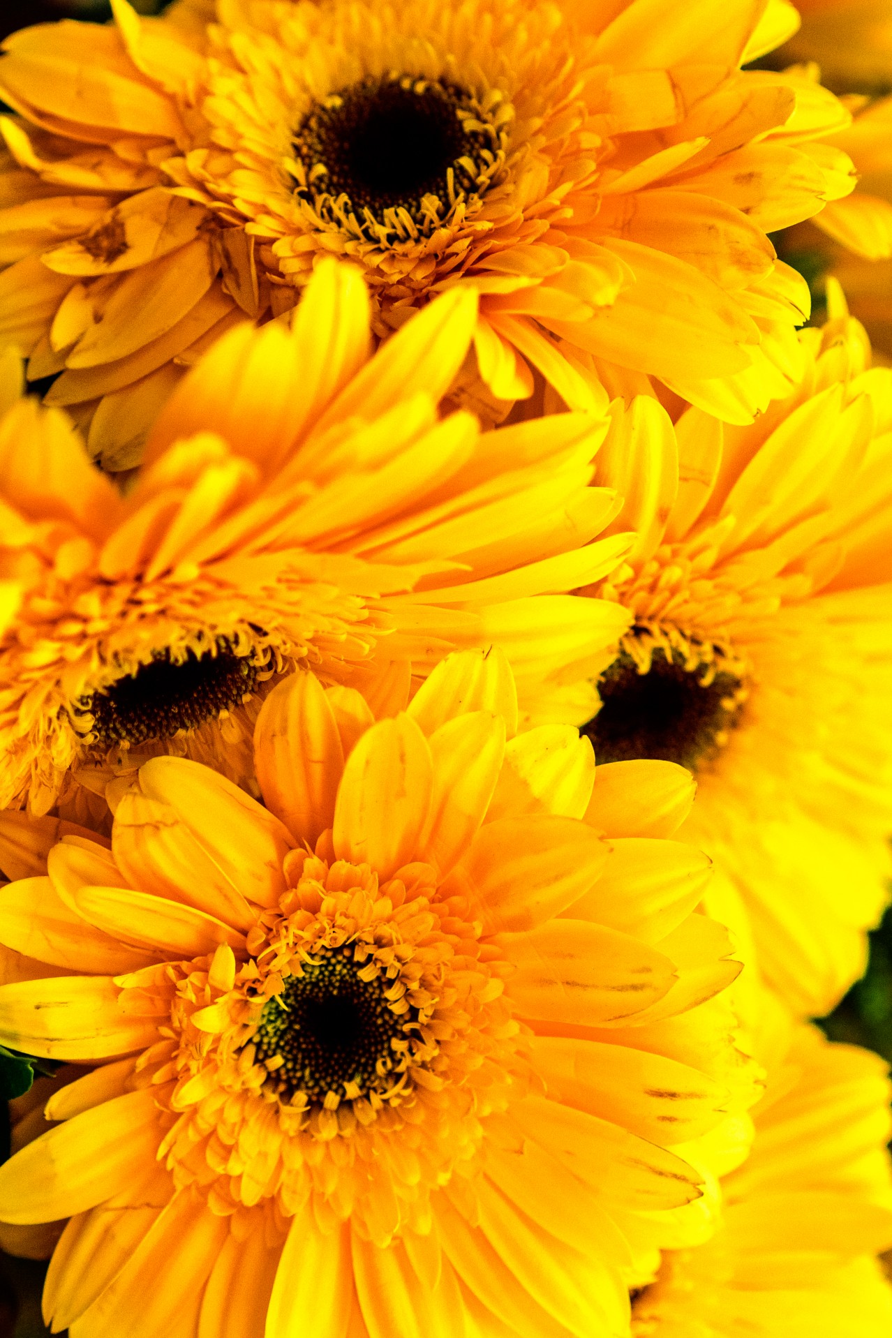 Yellow flowers texture