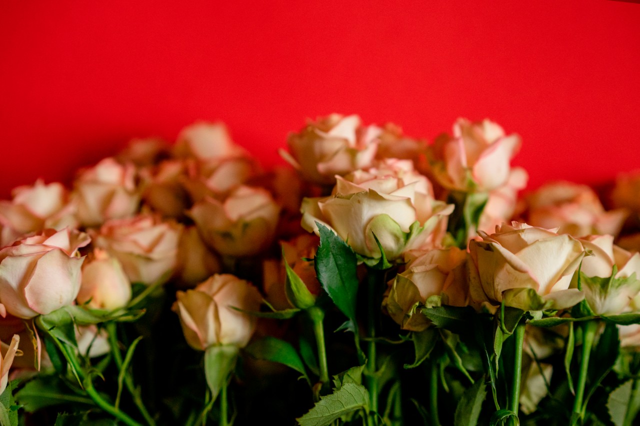 Fresh roses on the red background