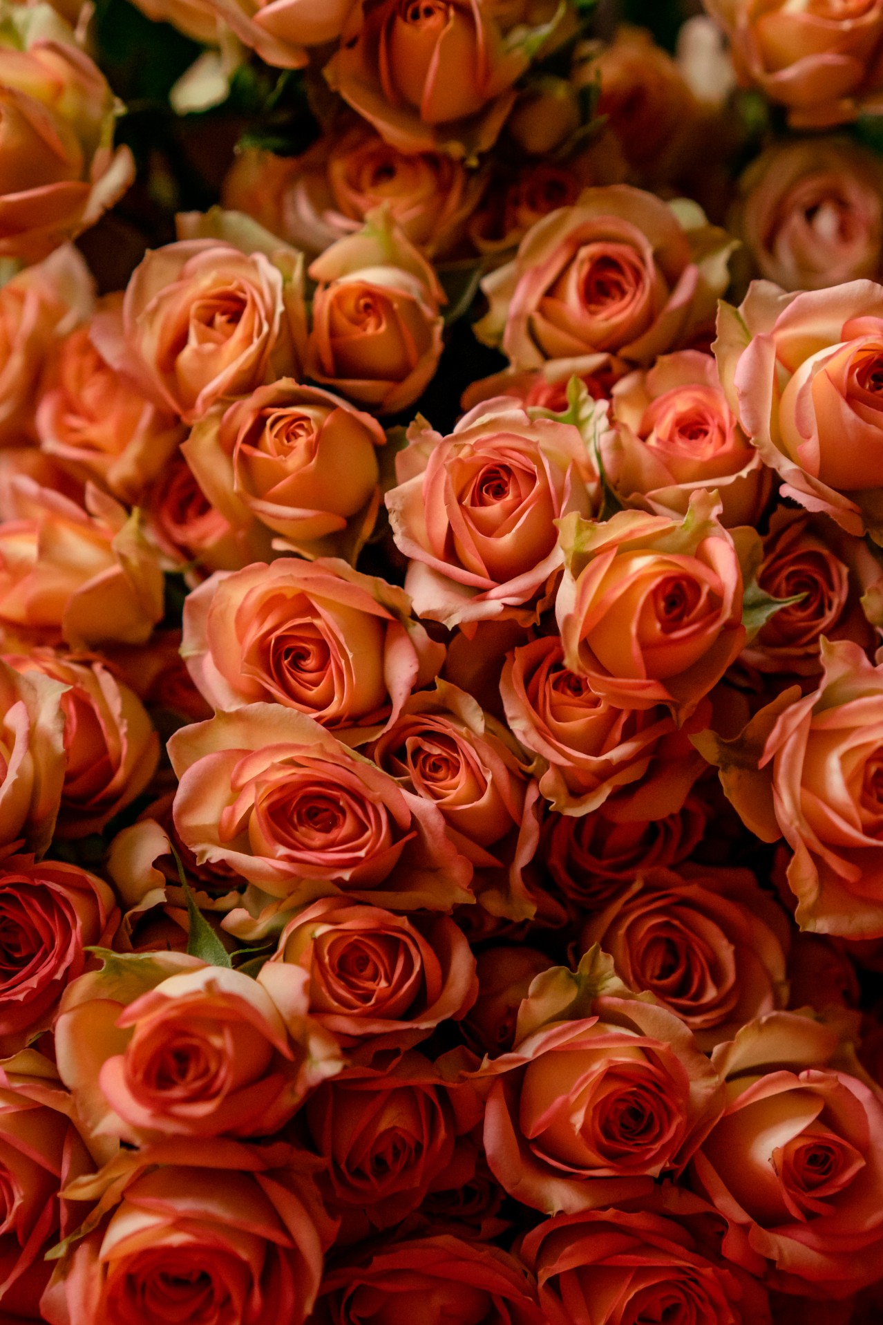 Beautiful roses background