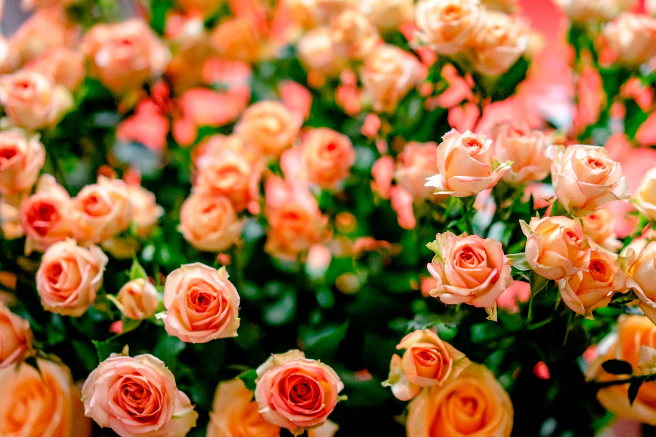 Bouquet of elegant pink roses